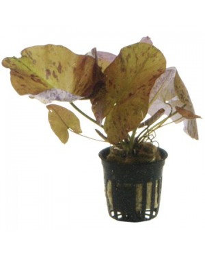 Nymphaea lotus Zenkeri